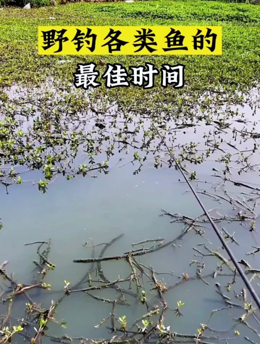 你知道野钓各类鱼的最佳时间吗?想钓什么鱼都不是问题!