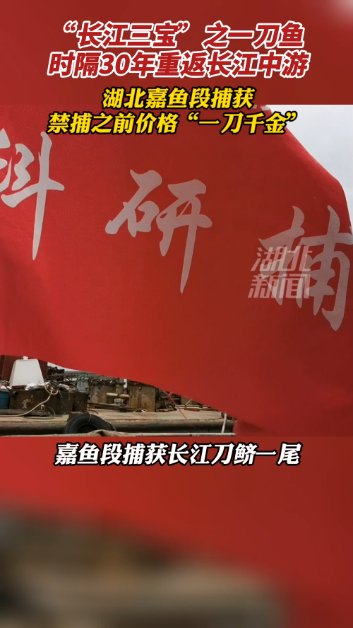 “长江三宝”之一刀鱼回归长江中游!