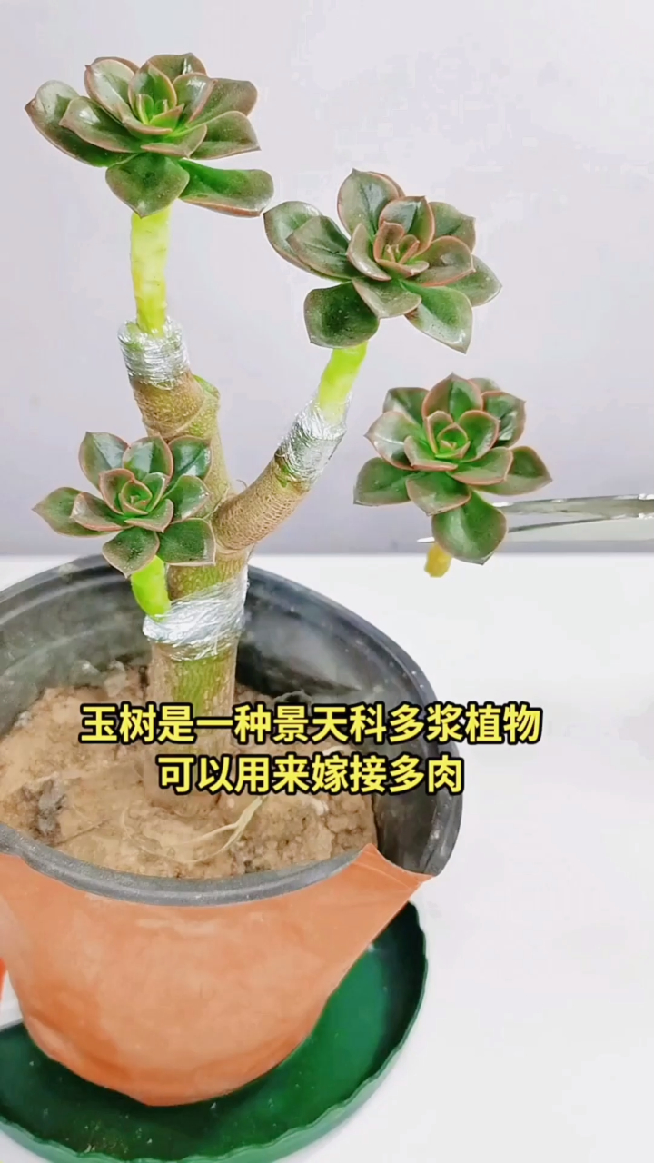 多肉植物玉树是一种景天植物,可以用来嫁接多肉