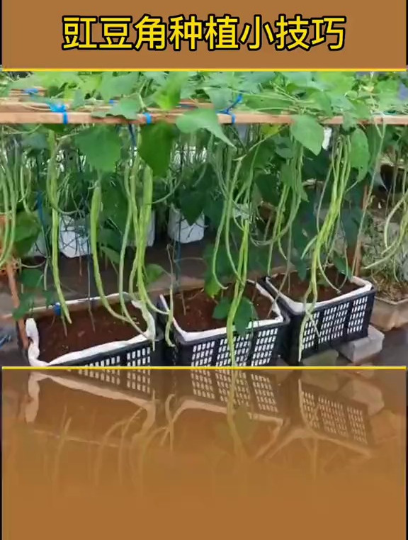 利用废弃果蔬筐和木条制作立体种植架。在露台上种植豇豆角
