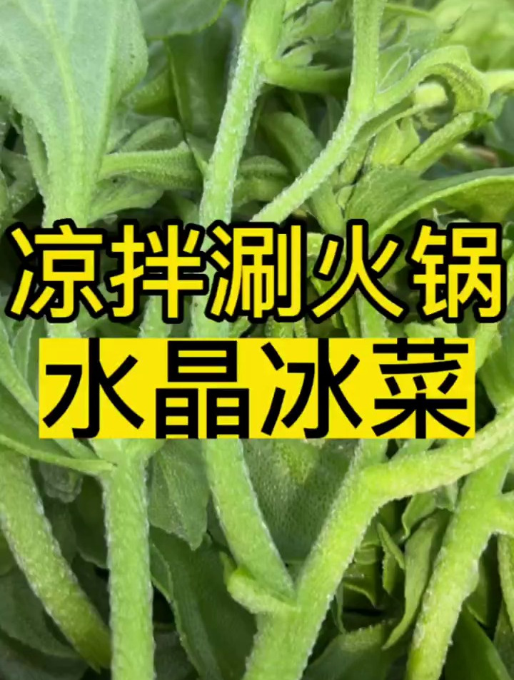 水晶冰菜,自带植物钠盐,凉拌涮火锅都非常好吃!