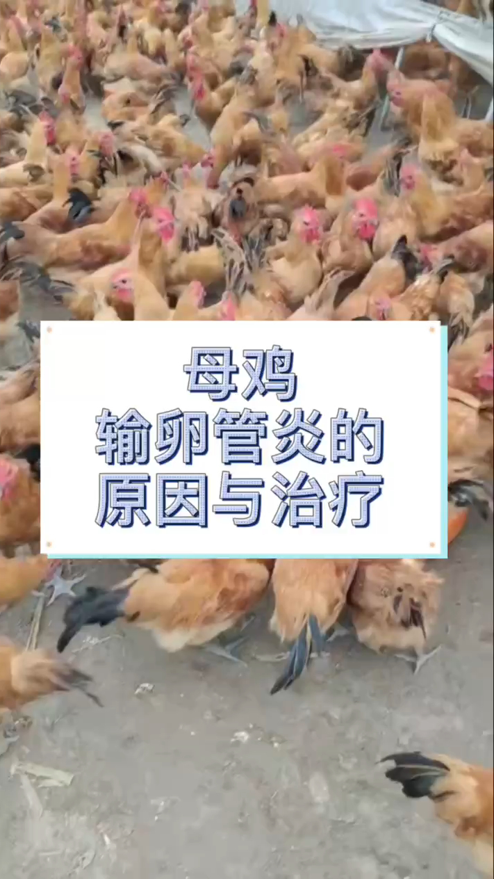 蛋鸡输卵管炎的原因 母鸡输卵管炎症的症状 蛋鸡卵巢炎症状 鸡输卵管发炎什么症状
