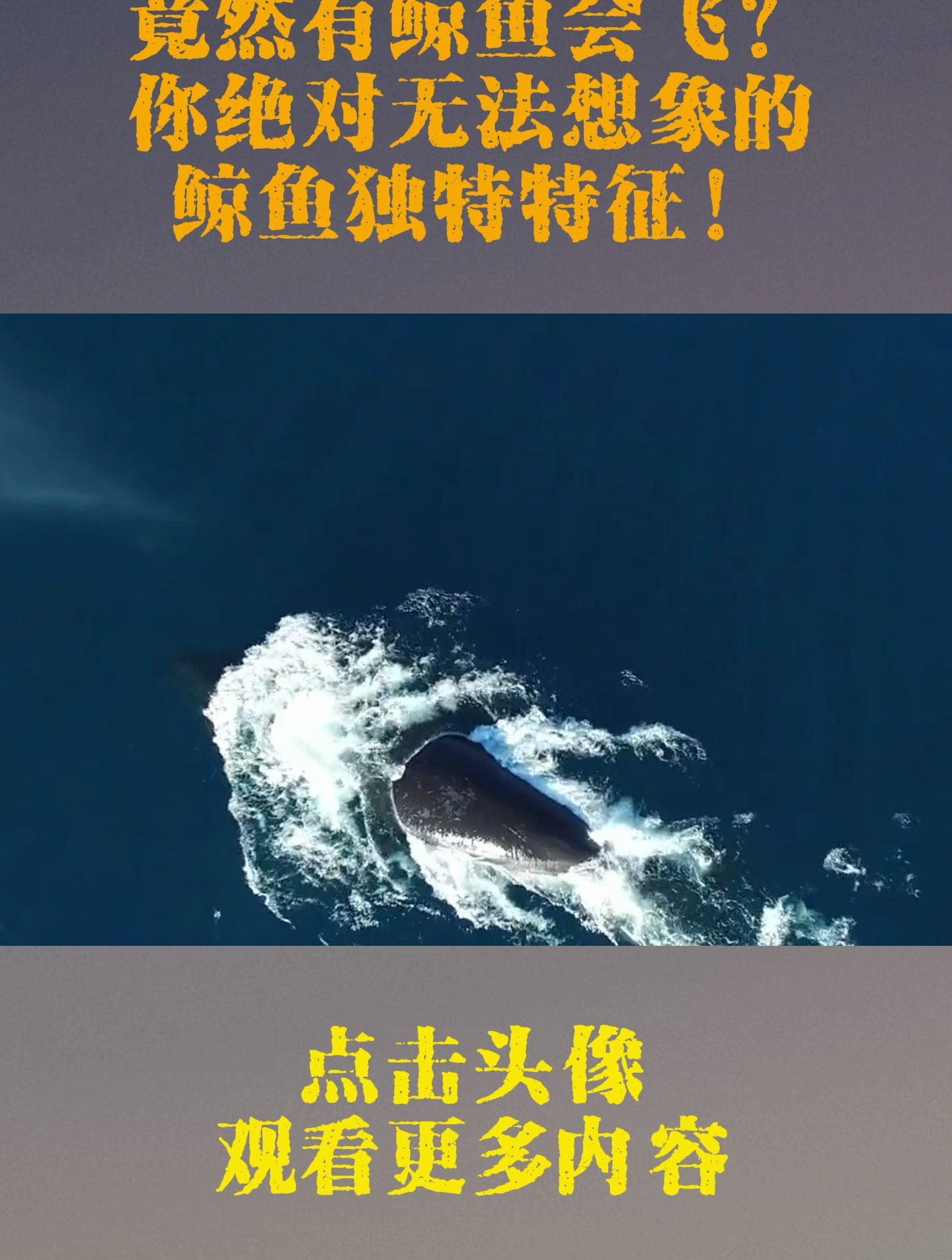 震撼揭秘!竟然有鲸鱼会飞?你绝对无法想象的鲸鱼独特特征!