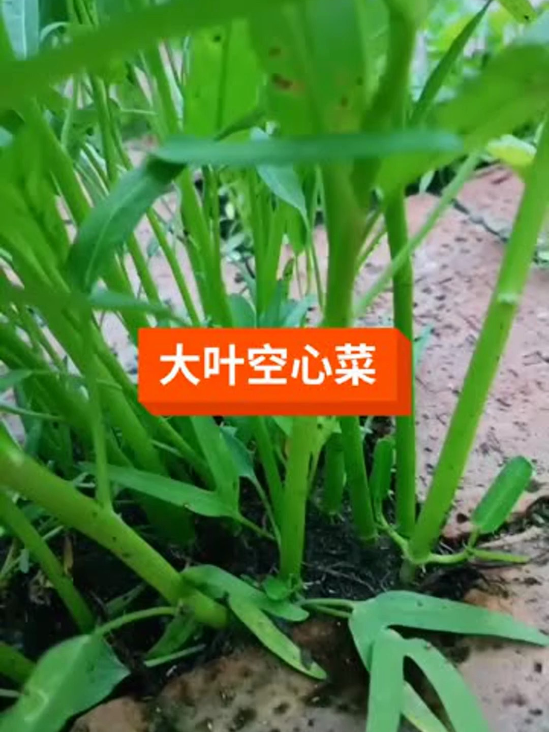 大叶空心菜,脆爽下饭,鲜嫩好吃