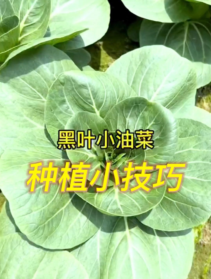 它是白菜中的“天花板”上海青,阳台小院种1棵邻居都羡慕哭了!