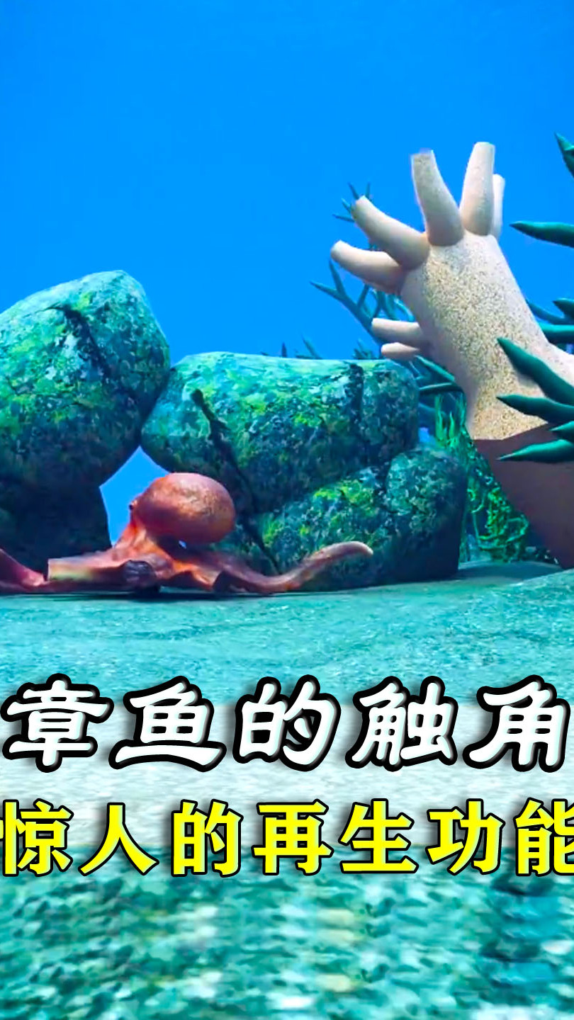 章鱼居然有再生功能,你羡慕了吗?