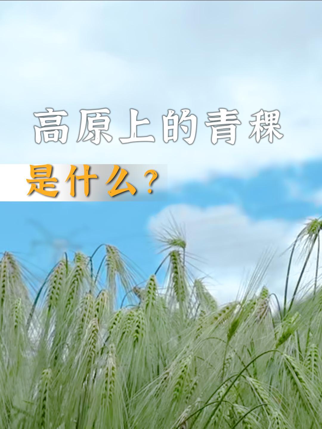 高原上的青稞是什么?大家见过青稞吗?
