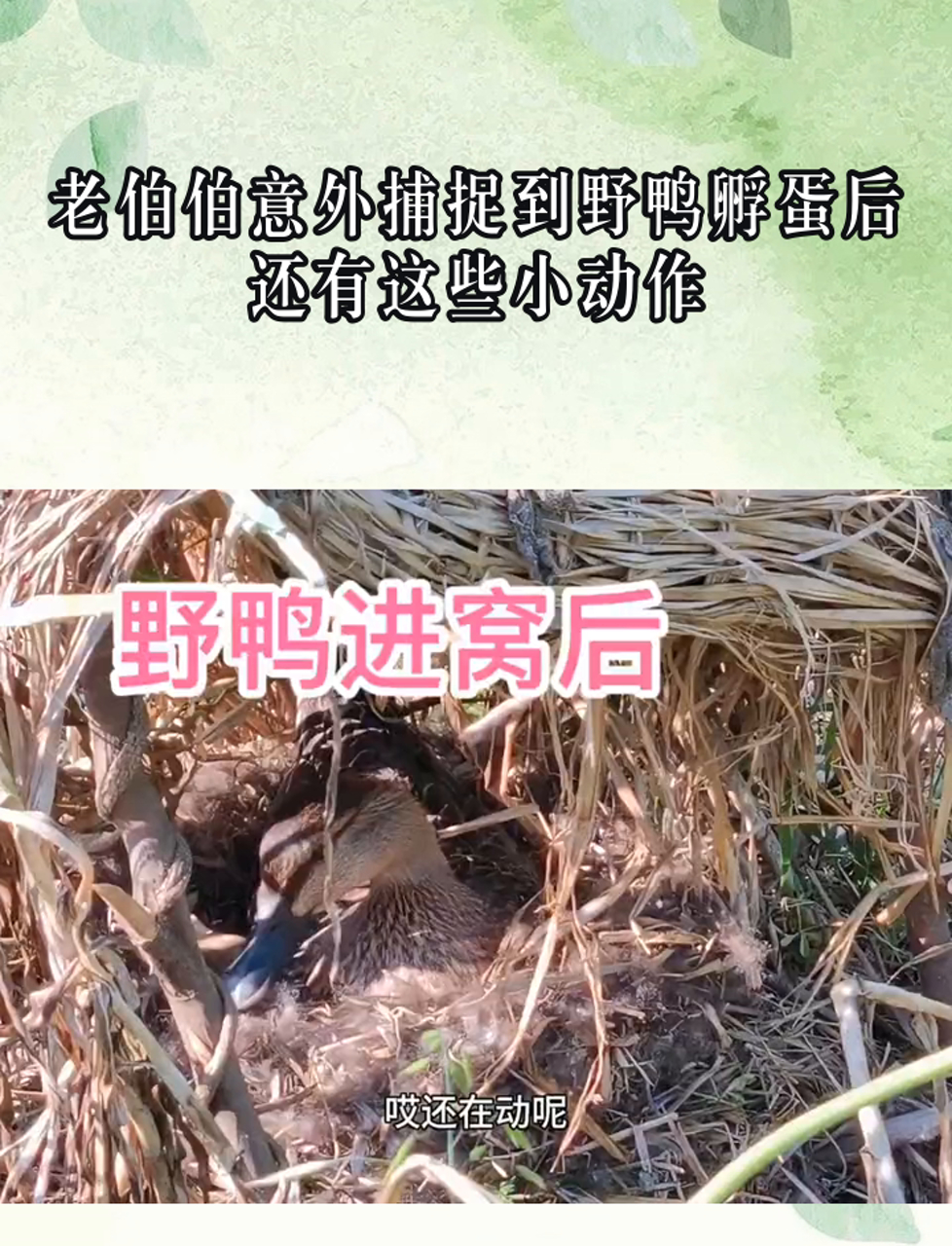 老伯伯意外捕捉到野鸭孵蛋后,还有这些小动作