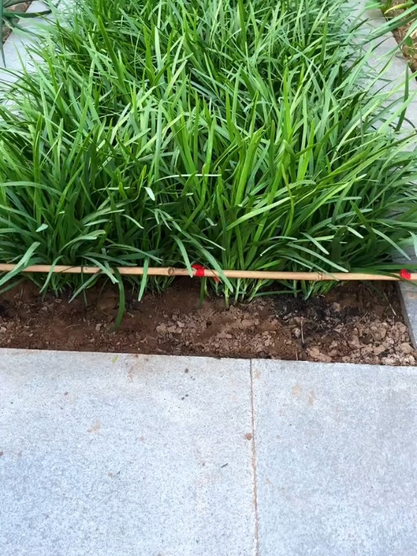 分享韭菜种植方法