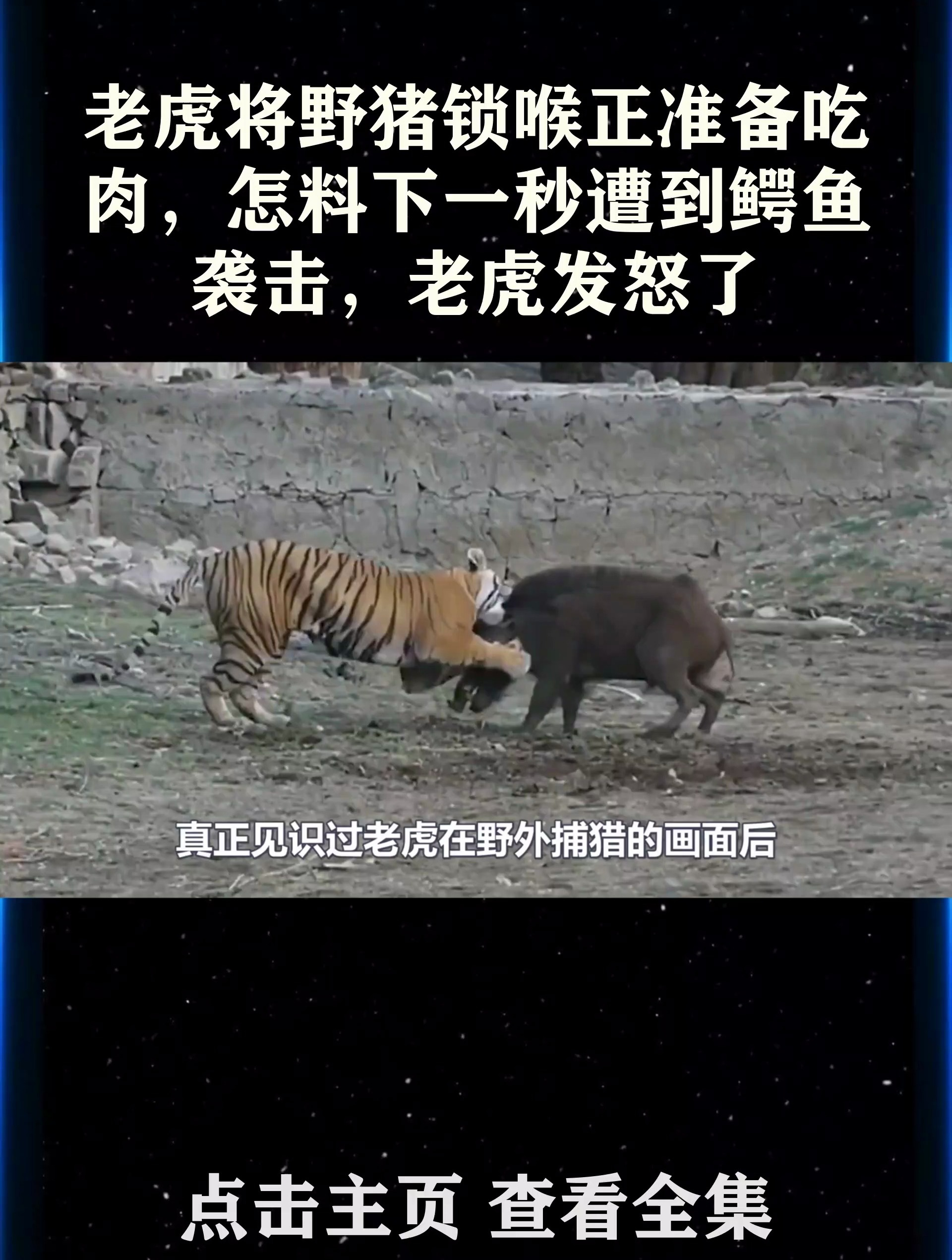 老虎将野猪锁喉正准备吃肉,怎料下一秒遭到鳄鱼袭击,老虎发怒了