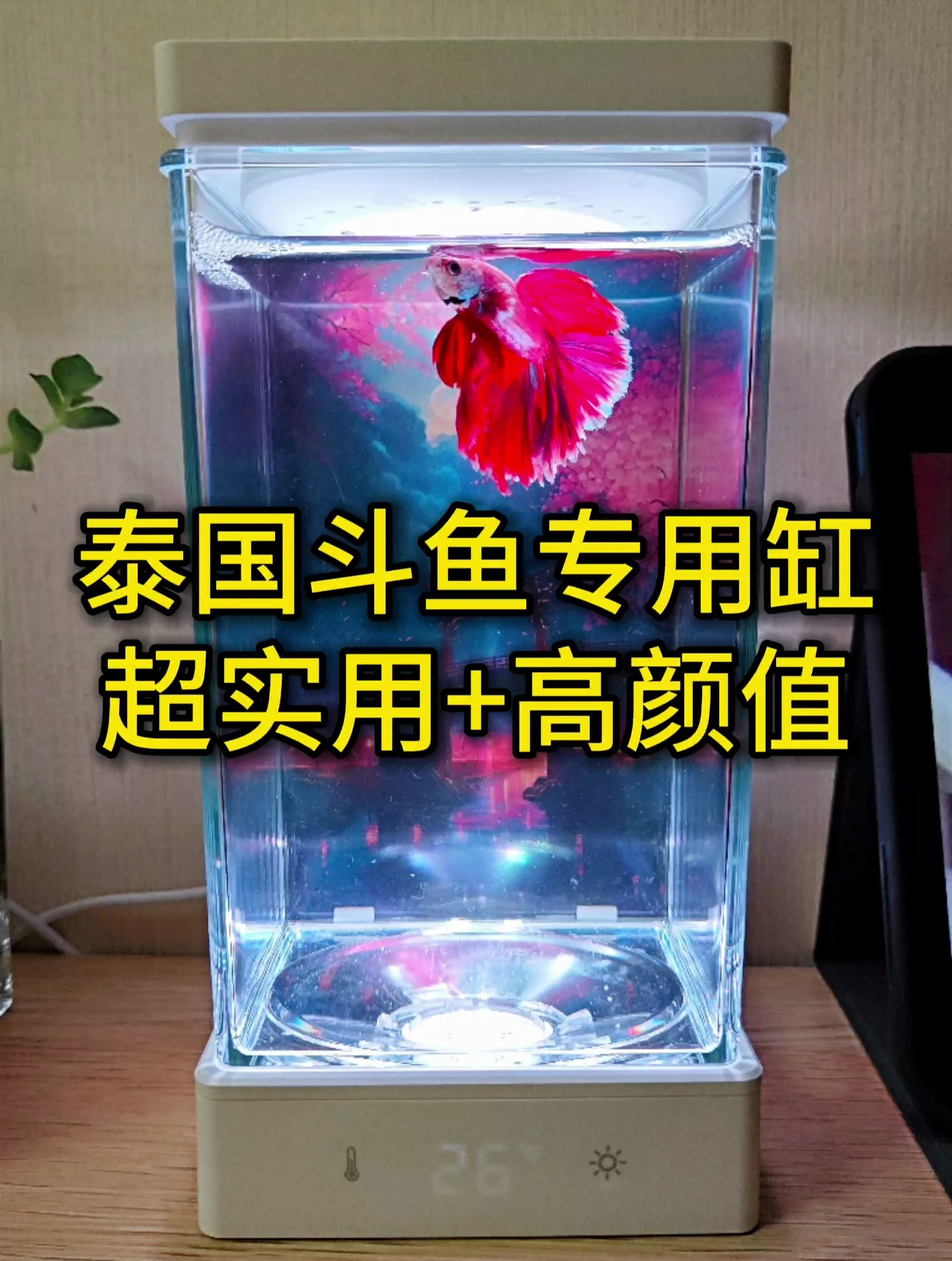 斗鱼用什么鱼缸养比较好?加热、换水这些刚需功能必须有!