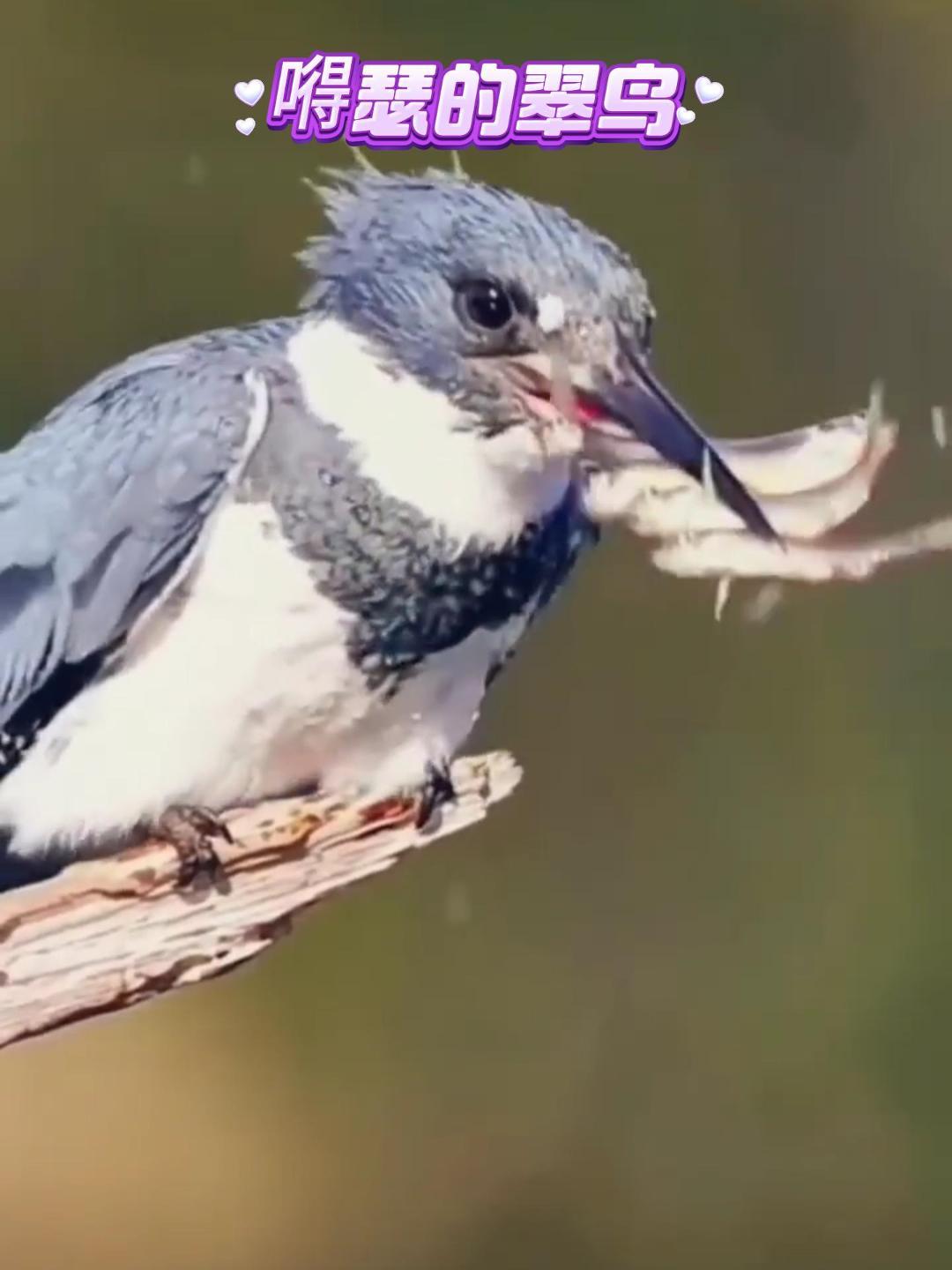 嘚瑟的翠鸟,到嘴的五条鱼,最终只吃到一条