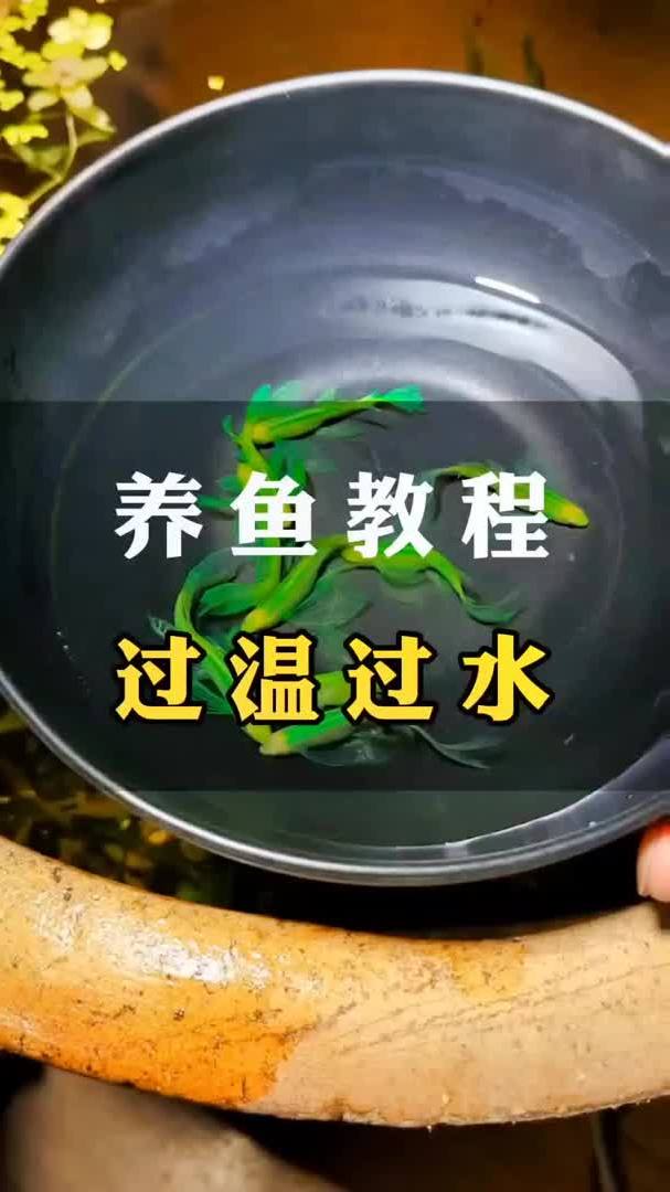 养鱼活不过一周的鱼友耐心看完,过温过水是必要流程