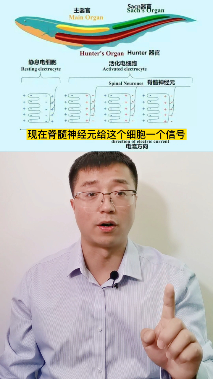 电鳗是如何发电的?