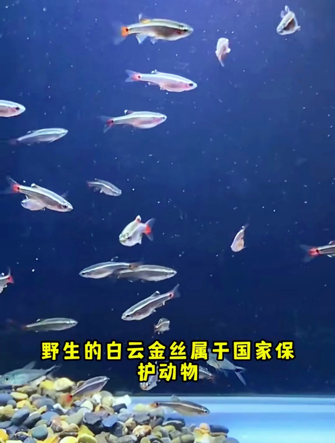 好养的冷水鱼有哪些?水族大神给大伙介绍五种好养的冷水鱼!