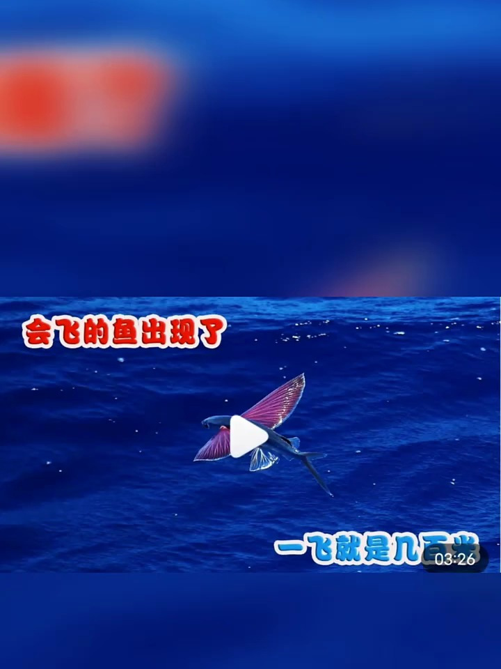 会飞的鱼出现了,进化出一双翅膀!