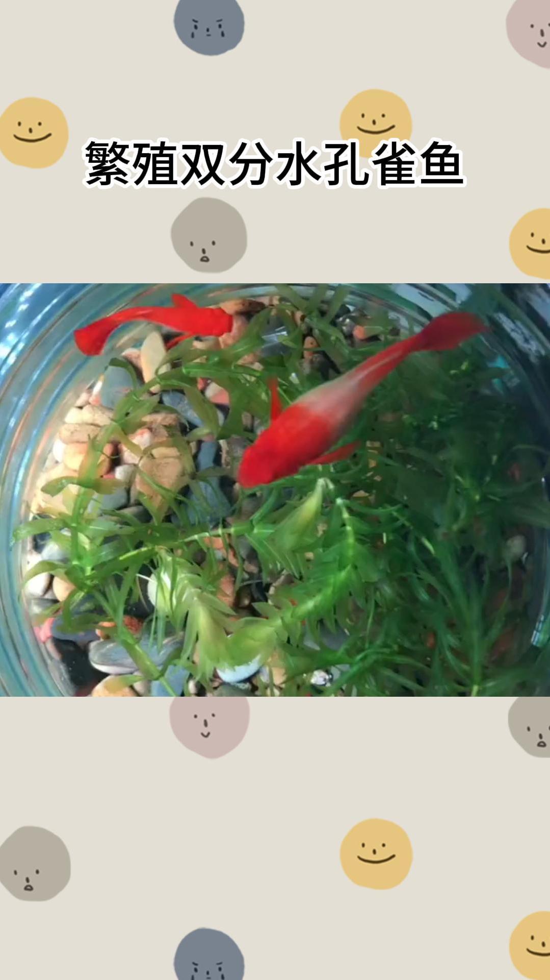 繁殖双分水孔雀鱼教程