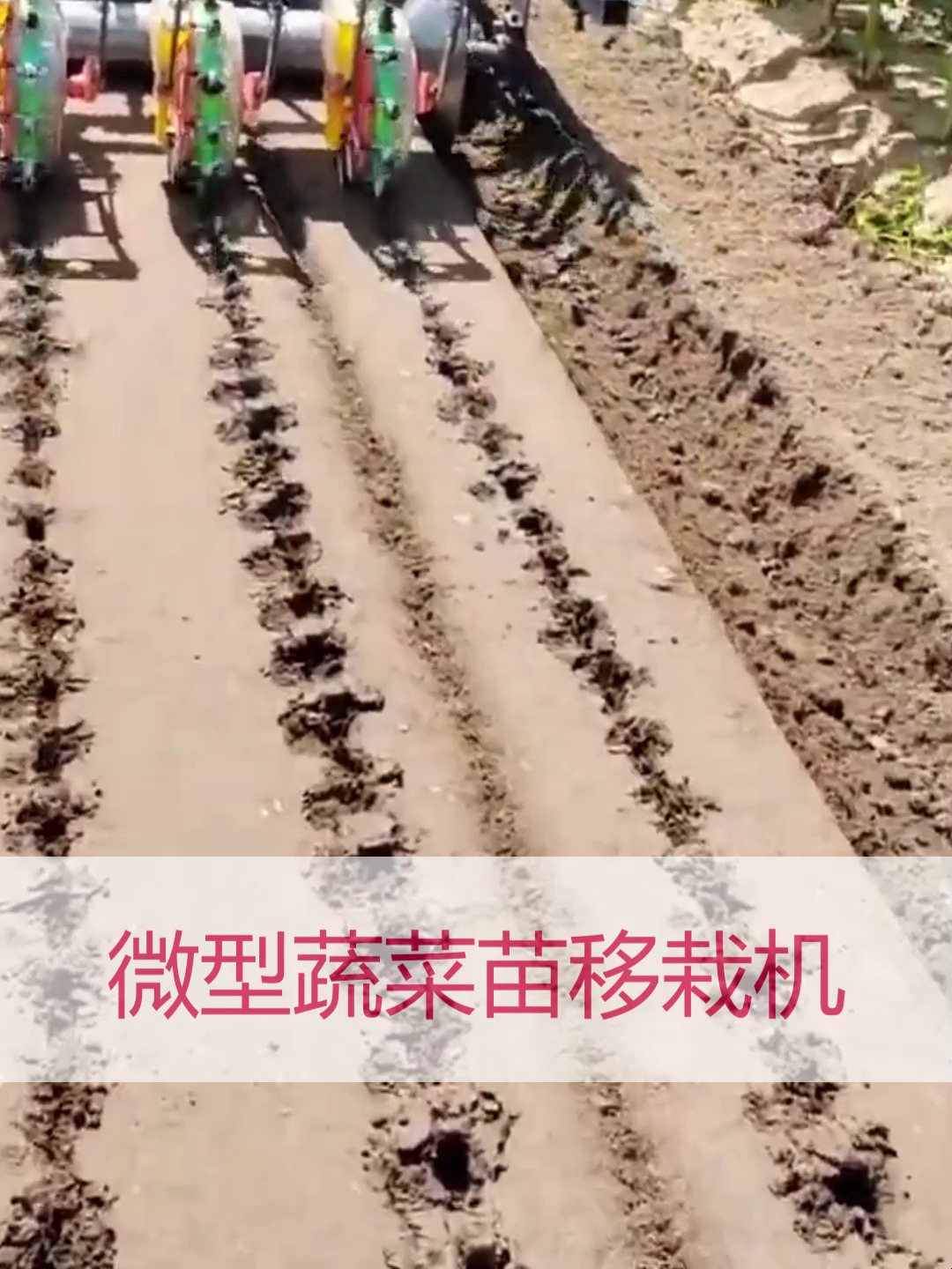微型蔬菜苗移栽 移植机