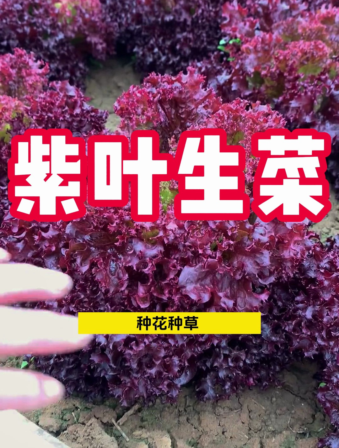 紫叶生菜 好吃又好种 你也种一点吧
