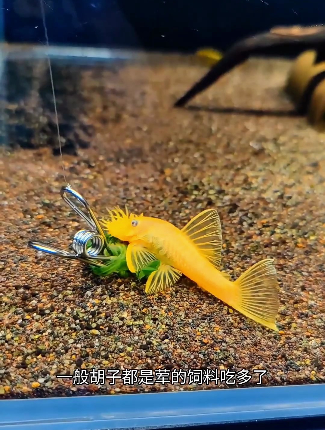 不懂养黄金胡子的朋友可以看看这期视频