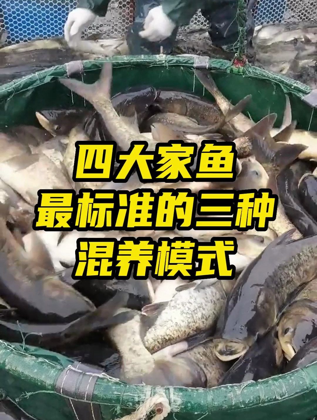 四大家鱼最标准的,三种混养模式,早学会早用!