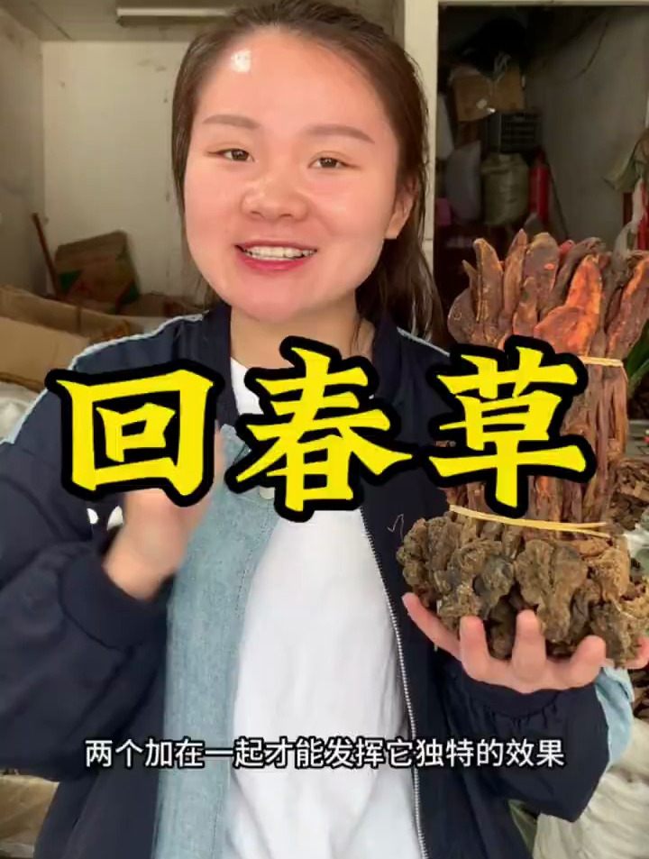 回春草,又叫顶梁柱的本草植物,可以泡水煲汤