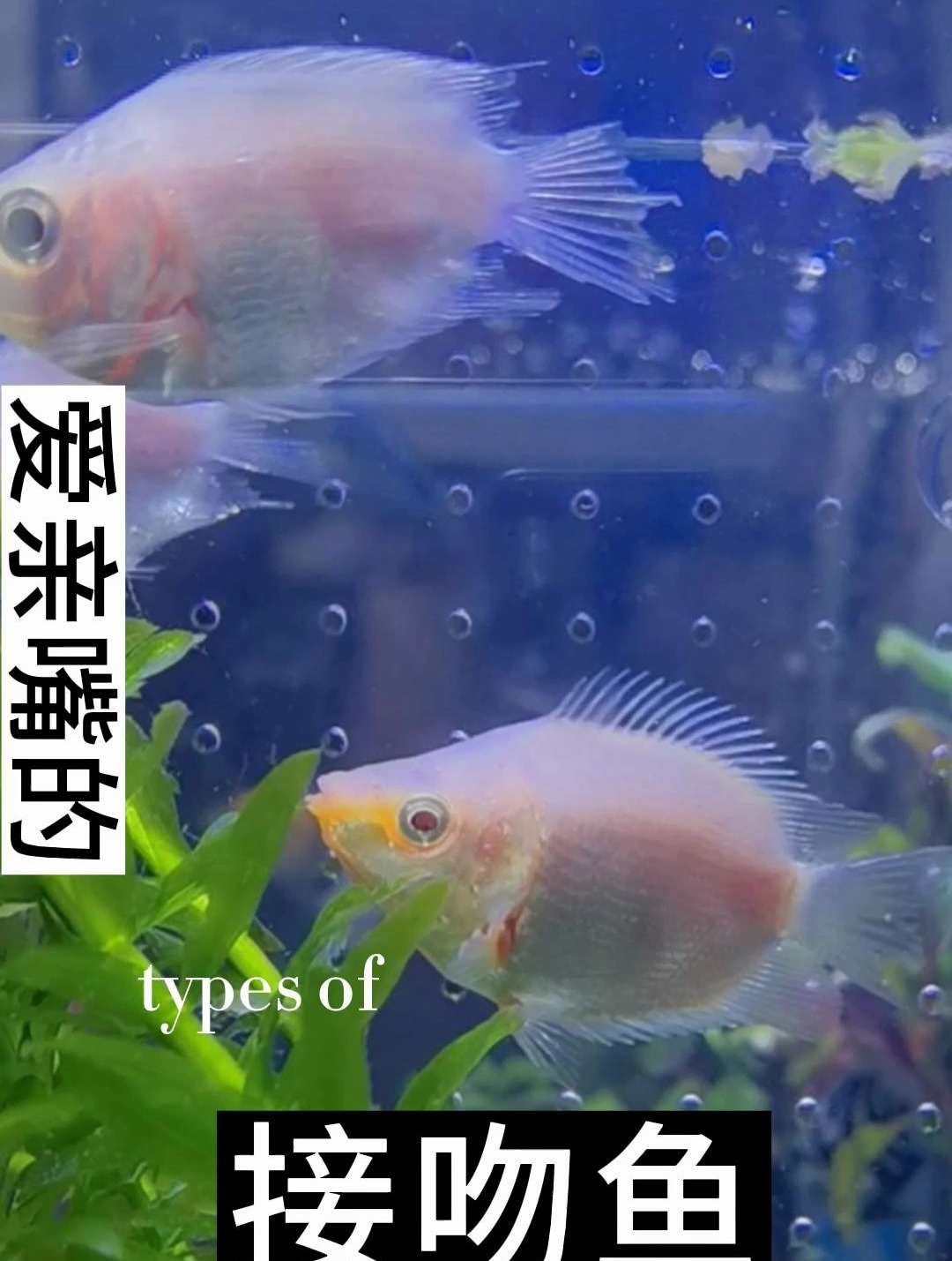 接吻鱼只有白色,他那张嘴其实不是用来打架的,而且用来清洁鱼缸