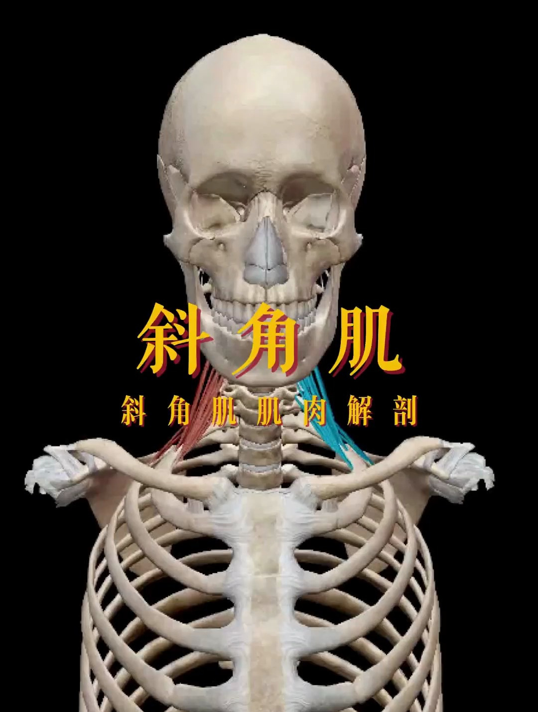 人体斜角肌肌肉解剖