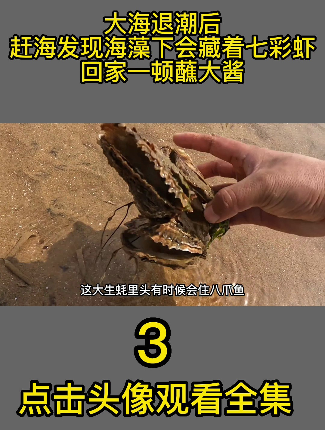 大海退潮后,赶海发现海藻下会藏着七彩虾,回家一顿蘸大酱3