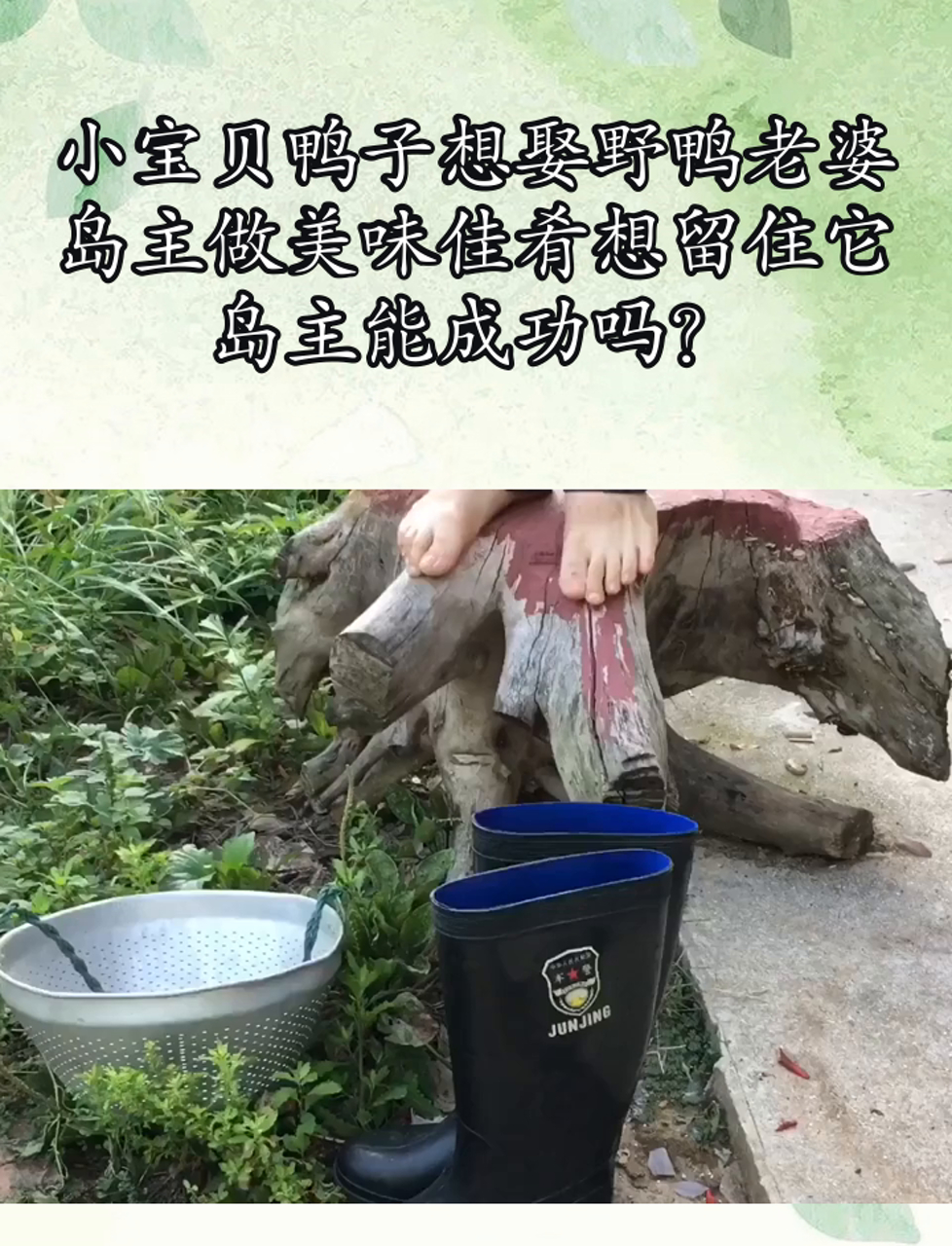 小宝贝鸭子想娶野鸭老婆,岛主做美味佳肴想留住它,岛主能成功吗?