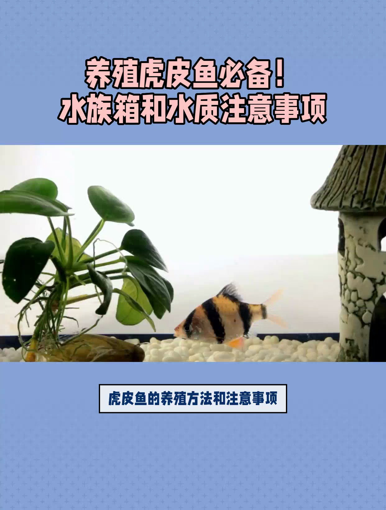 虎皮鱼的养殖方法和注意事项