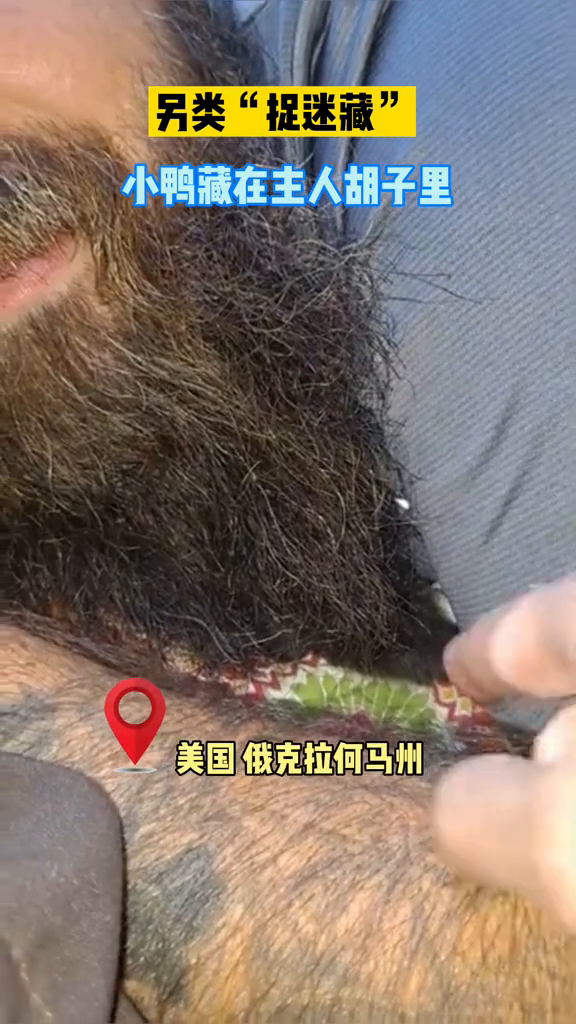 美国一只宠物小鸭很喜欢呆在主人的胡子里