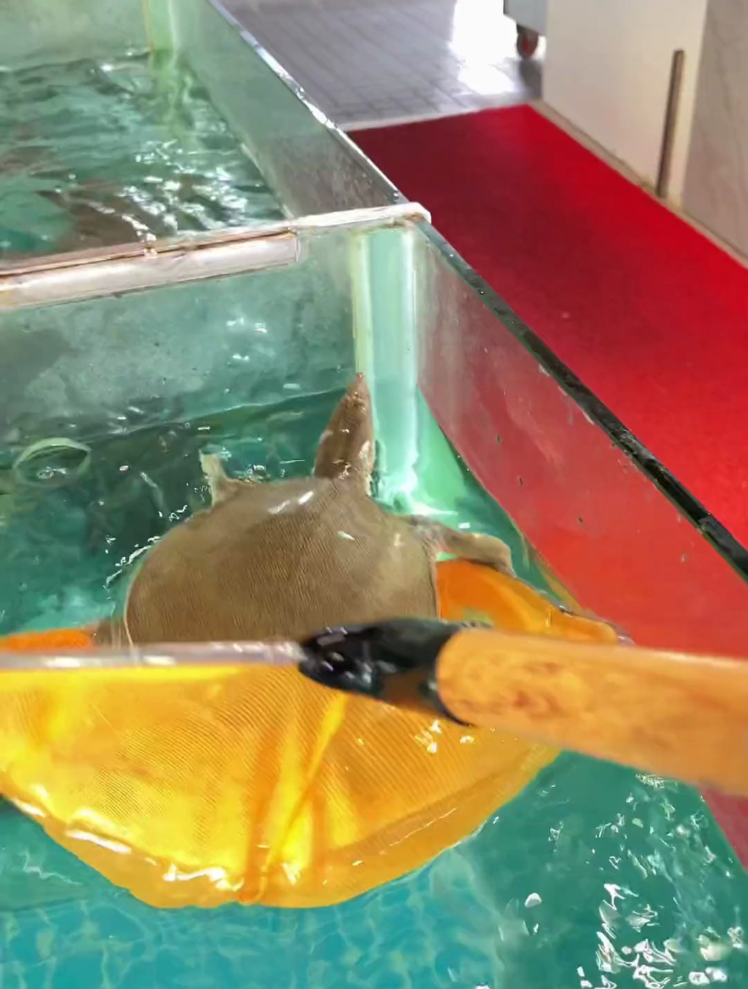 丹灶祥和广场吃水鱼煲鸡,就在丹灶驴仔肉火锅城