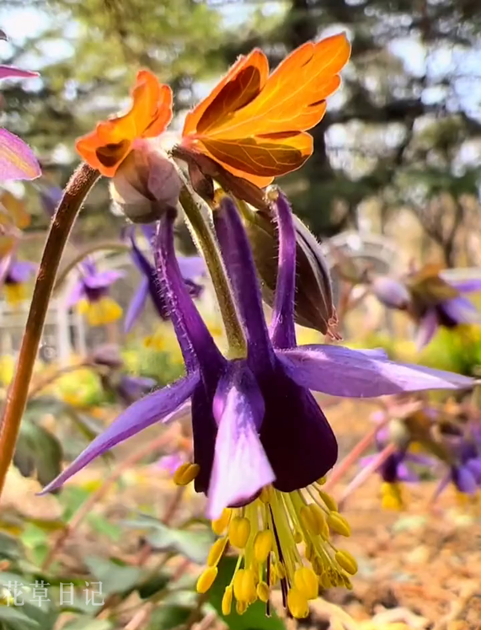 紫花耧斗菜,多年生草本植物,高约20厘米,多野生,四月初开花,比二月兰早,花朵低垂,像小灯