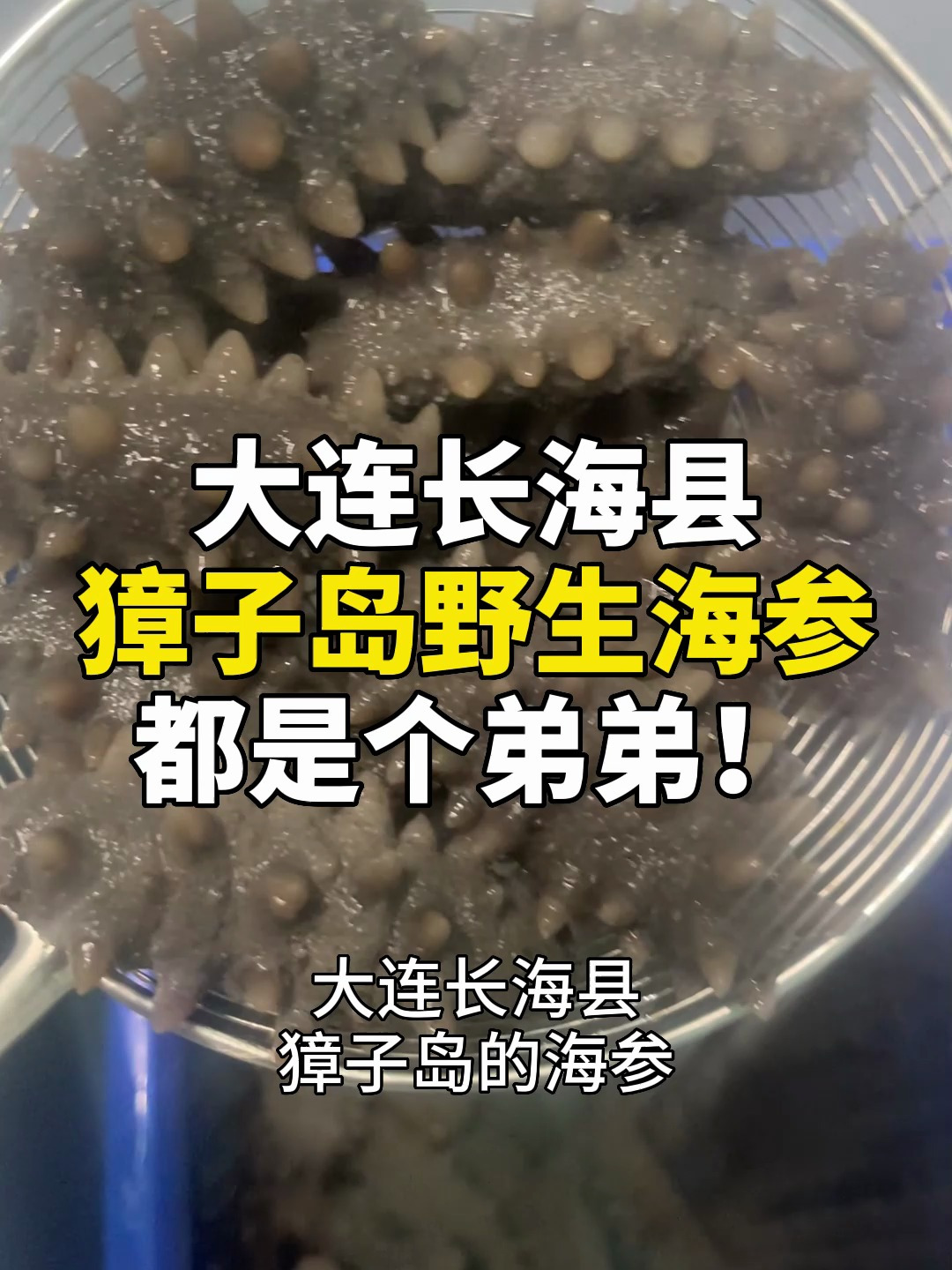 大连野生海参多少钱一斤?大连獐子岛野生海参都是个弟弟!