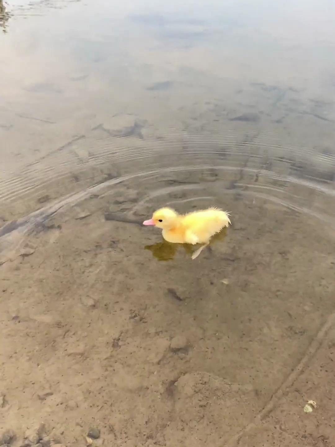 今天小鸭子又来游泳喽