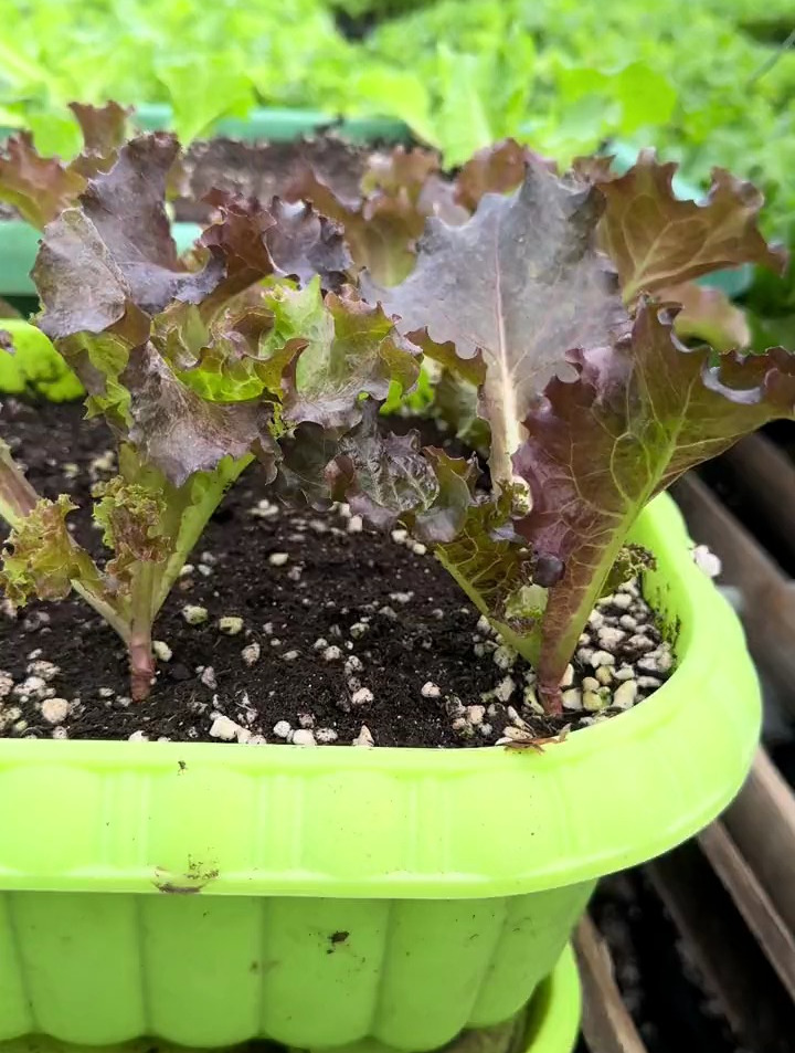每天都在期待紫叶生菜的长大,今天是第四天咯!