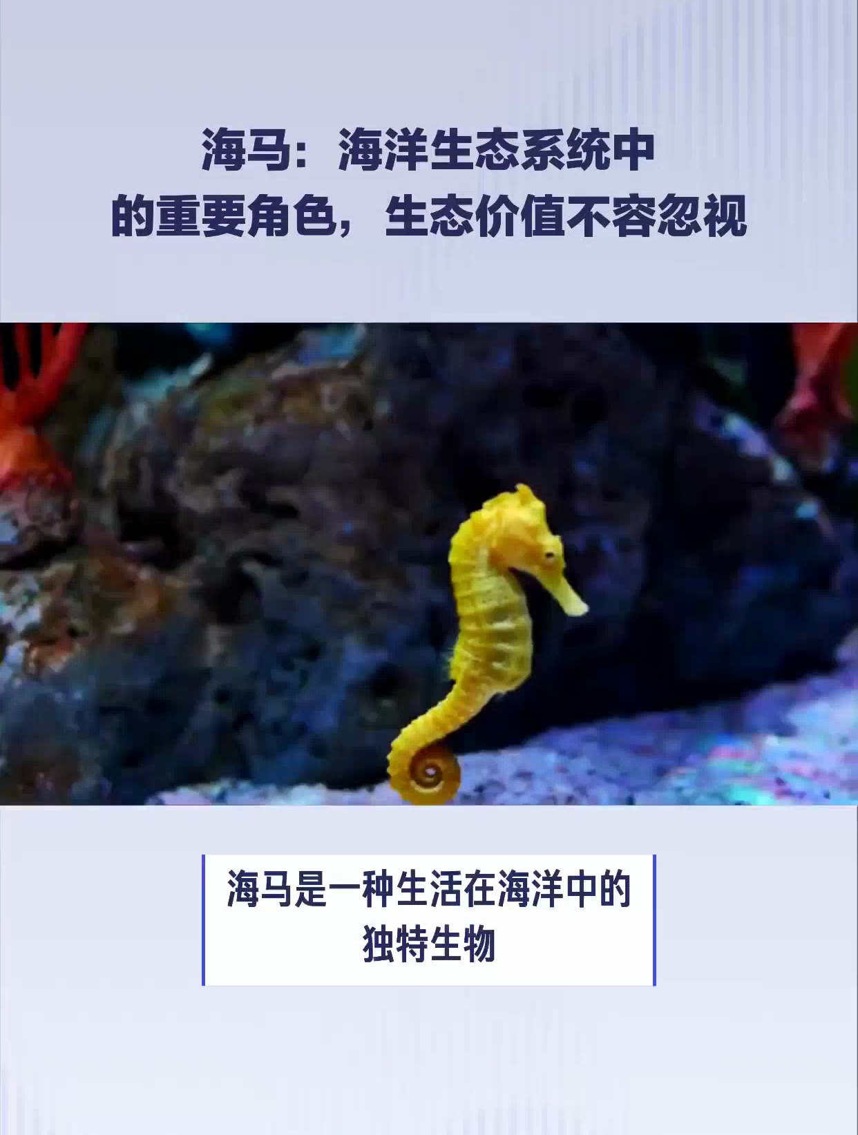 海马是属于什么科动物