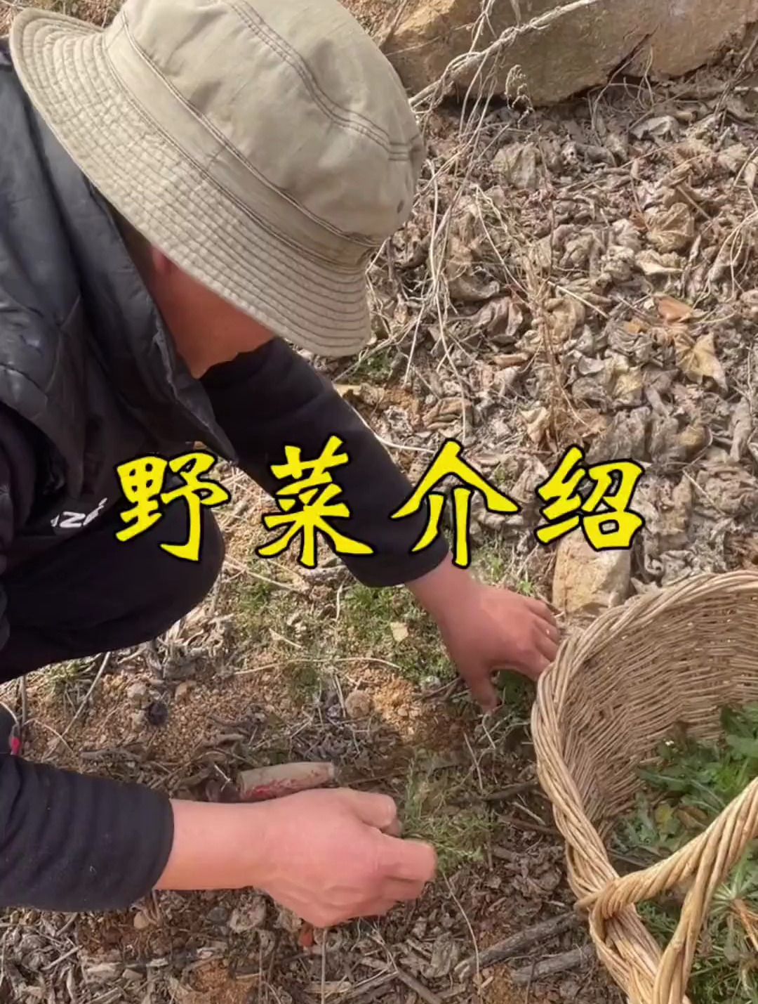 烟台福山春天都有哪些野菜,你认识几个