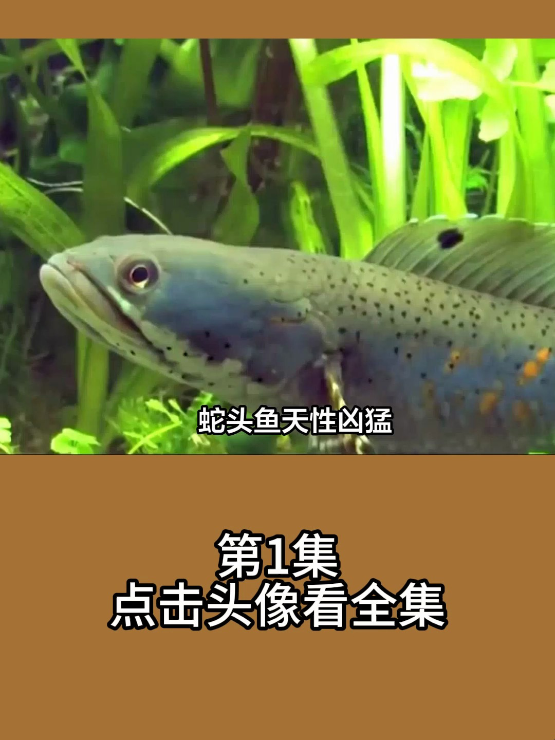 印度五人组制服蛇头鱼,制作特色美食,药用价值高