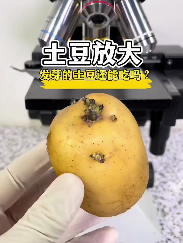家里买的土豆发芽了,你还会选择吃吗?