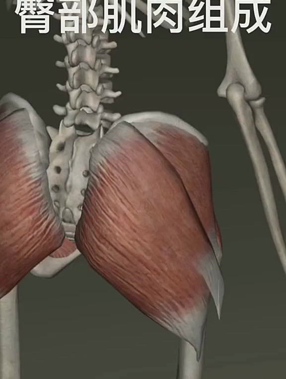 臀部肌肉的组成部分