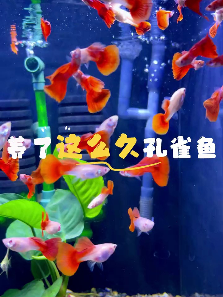 看完视频的鱼友,都学会分辨孔雀鱼的公母啦,很简单仅看4点