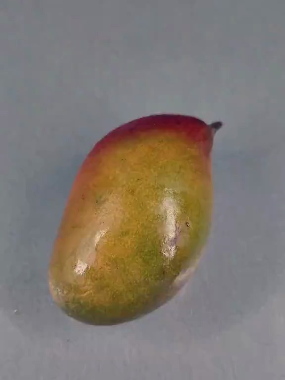 一个芒果种子从发芽到生长的全过程,全程20天
