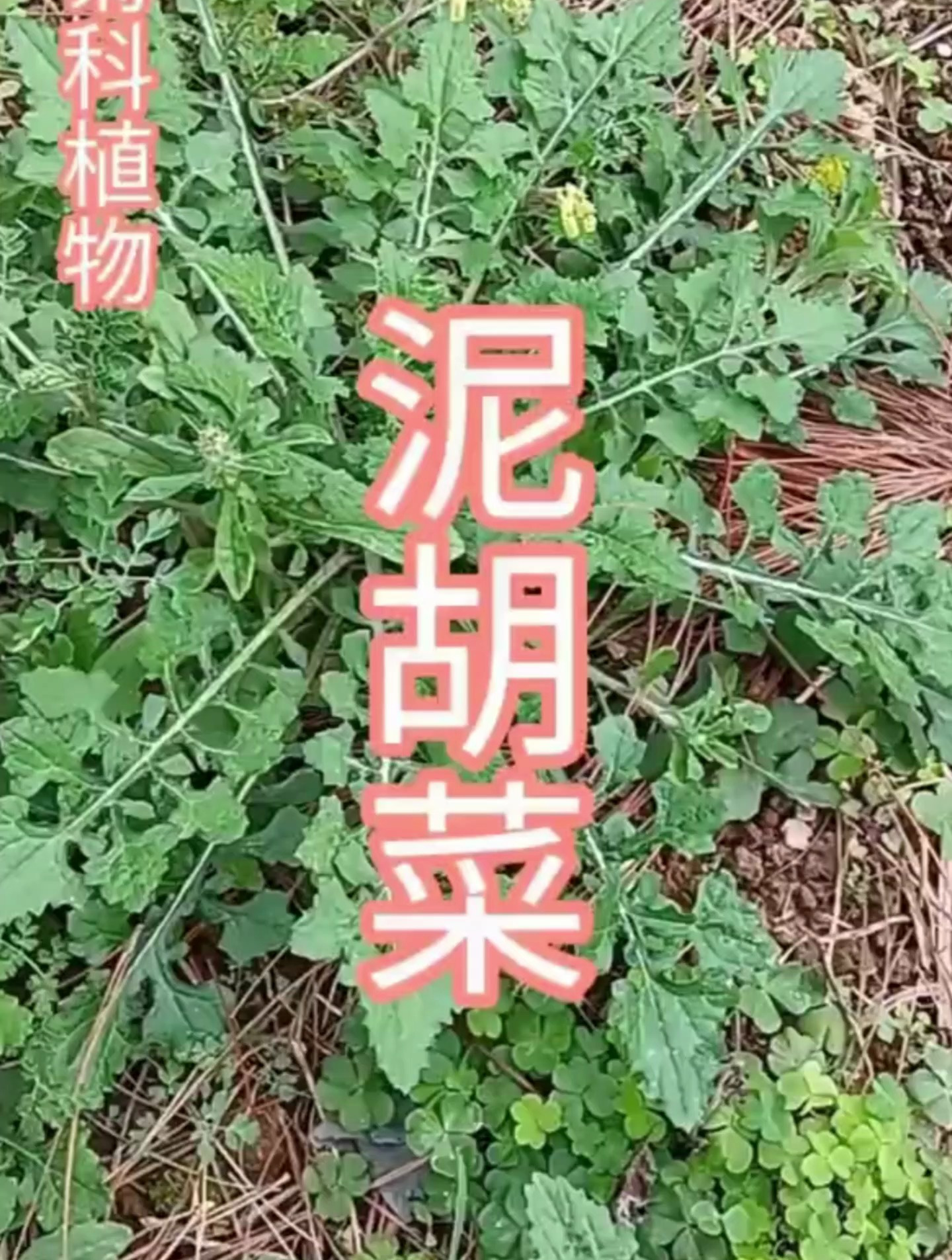 这种农村常见的泥胡菜,你吃过吗?