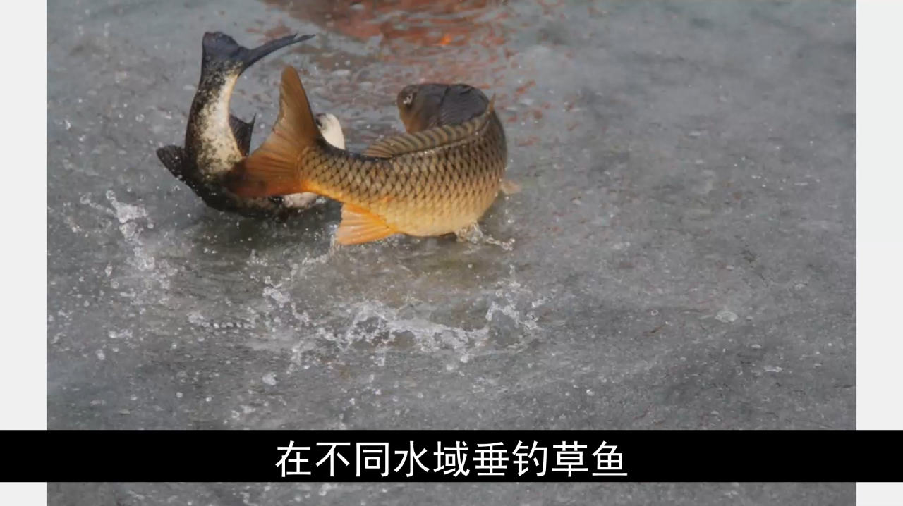 老司机带路,夏季草鱼垂钓技巧,新手都学学