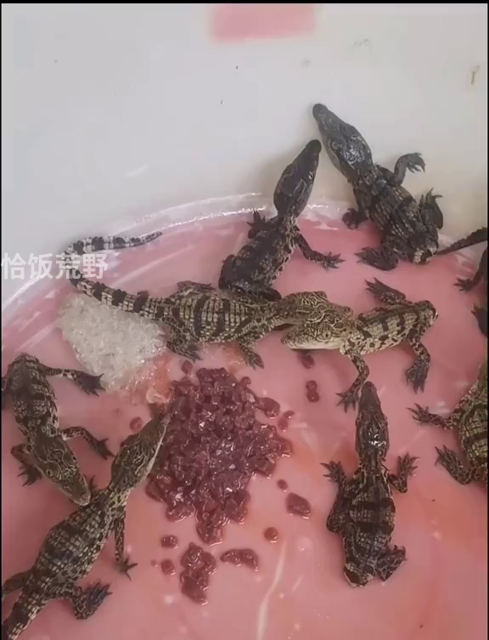 残疾小鳄鱼,虽然长得怪,但活得照样精彩