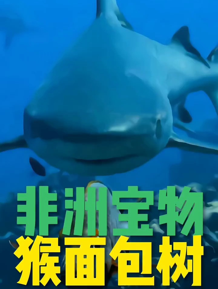 神奇的猴面包树,长相奇特像酒瓶,一棵树养活一家人