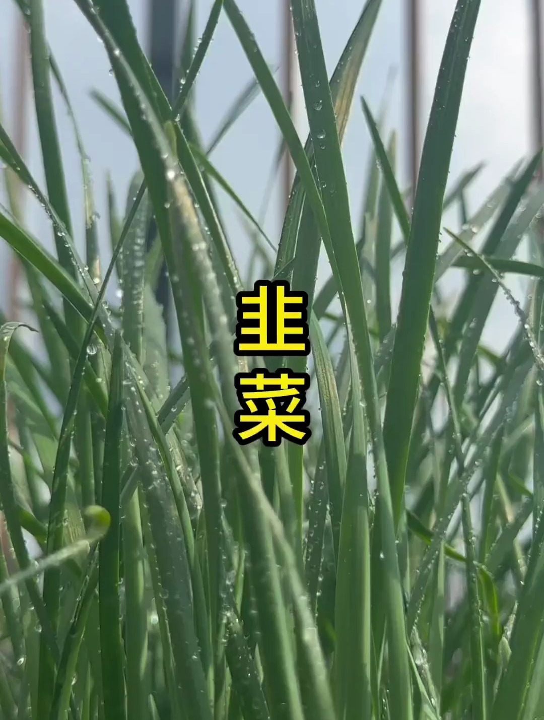 韭菜,最近流行的割韭菜,你知道是什么意思吗?