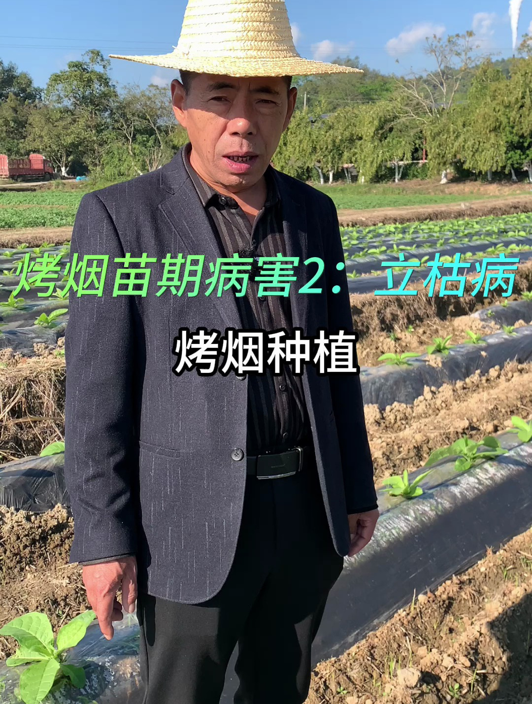 烤烟苗期第2个病害立枯病,一分钟认识这个病害并了解如何防治?